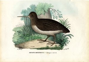 Eurasian Woodcock, 1863-79 by Raimundo Petraroja